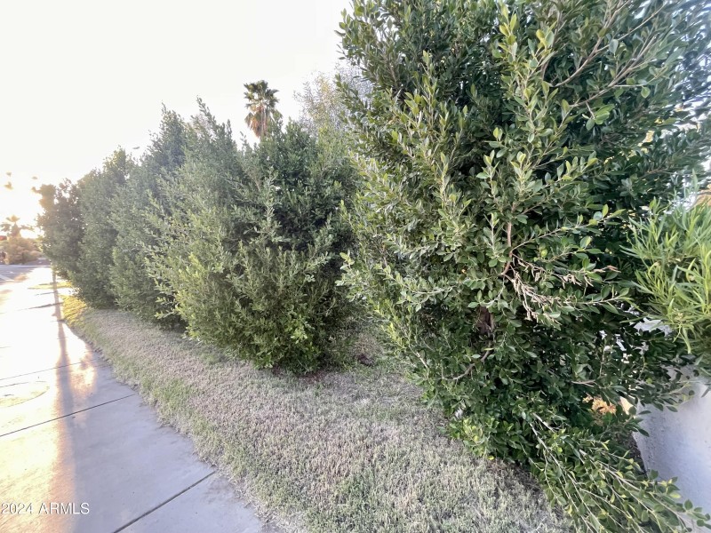 Home blocked from sidewalk- untrimmed