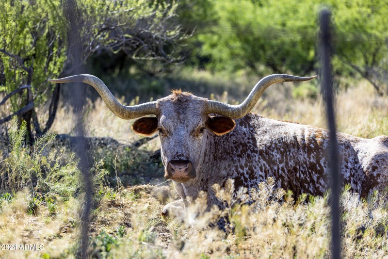 Four Cross Ranch