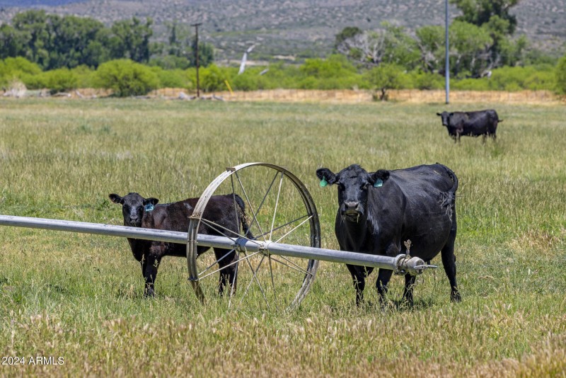 Irrigated grass pastures