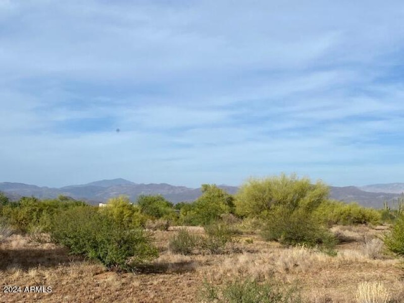 Lush Desert Vegetation