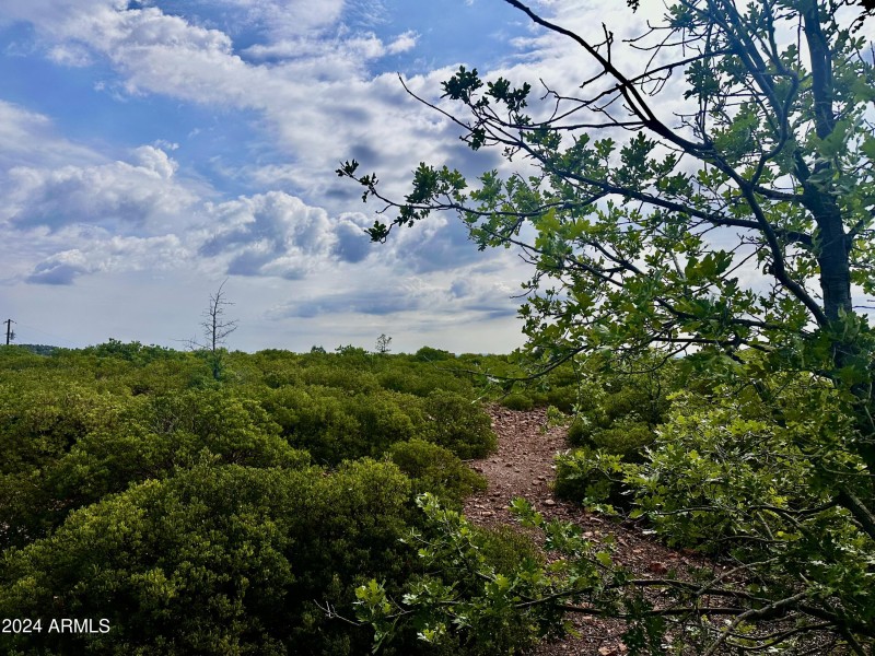 TREES ON LOT