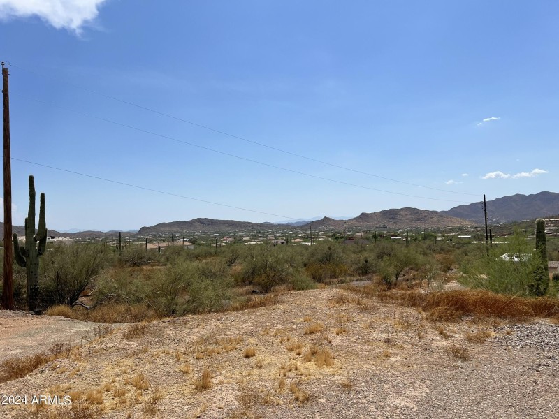 Desert Vegetation