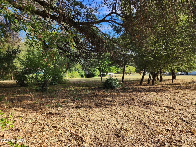 Oak Trees on Property