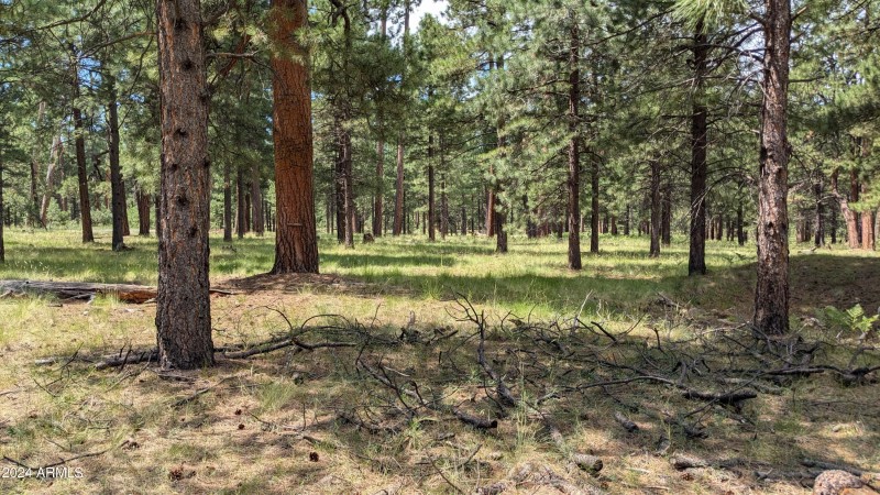 Borders National Forest