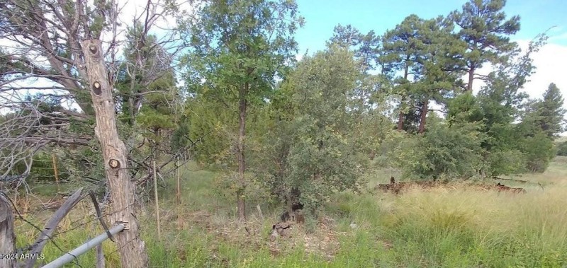Treed lot
