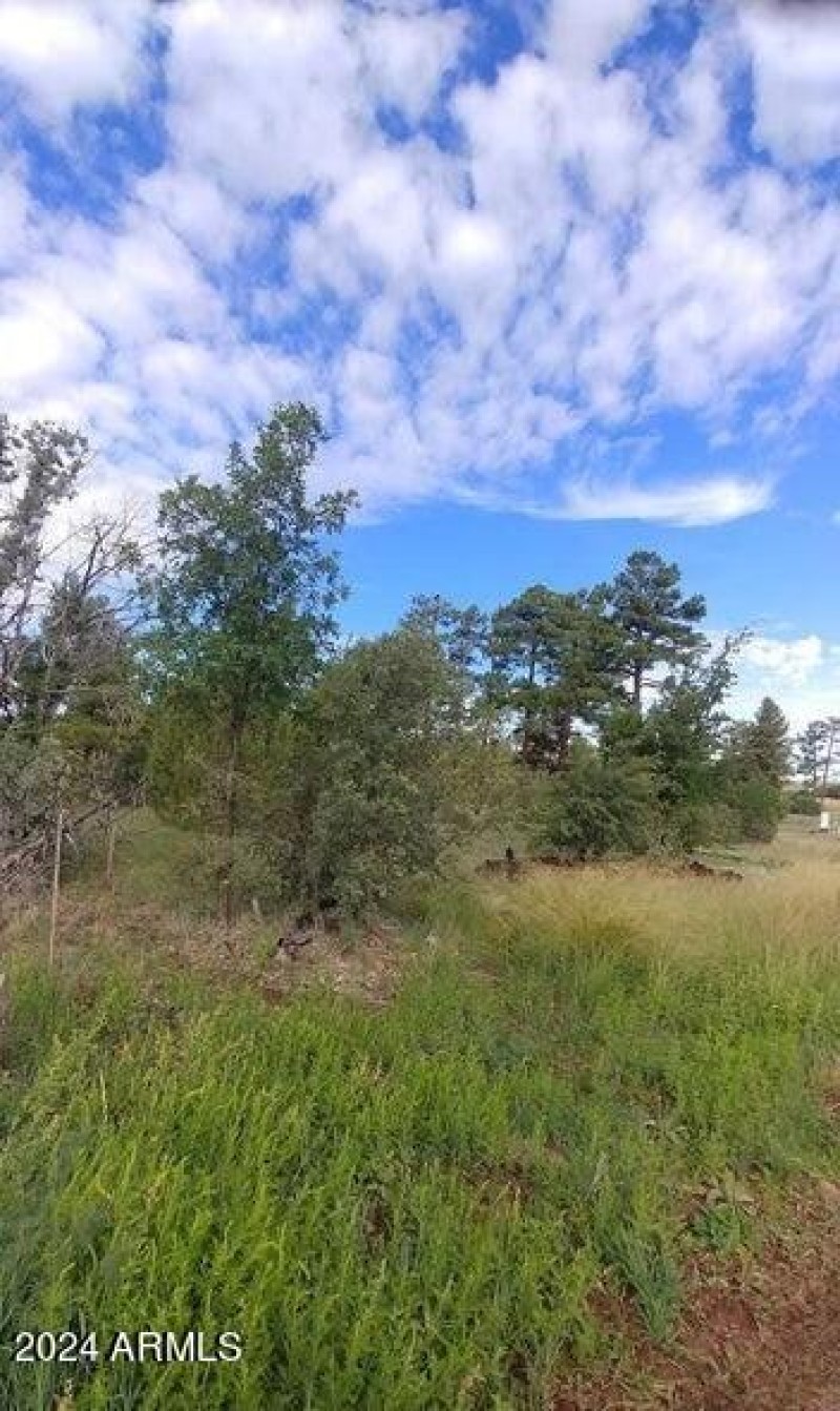 Grasses and trees
