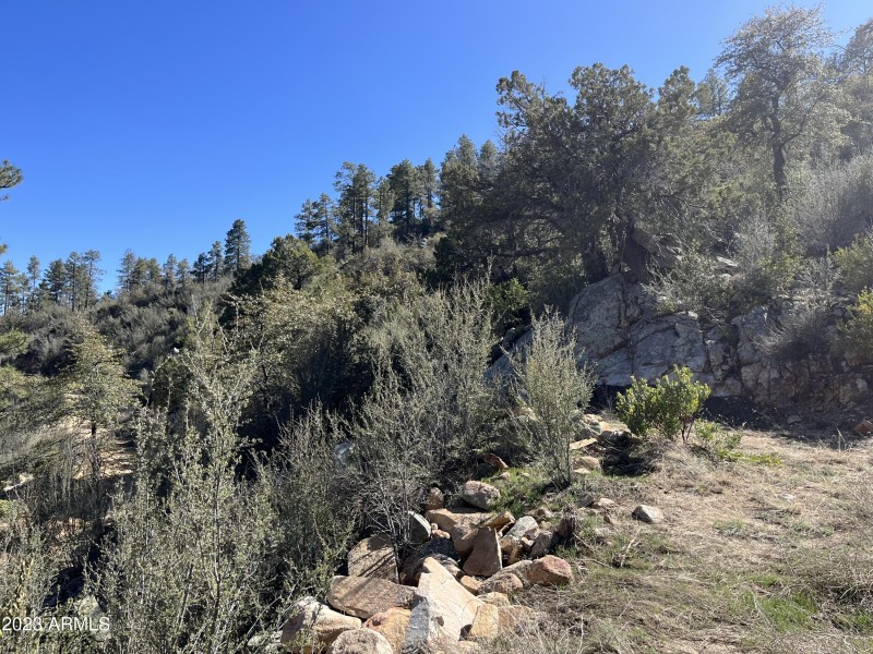 Tall pines