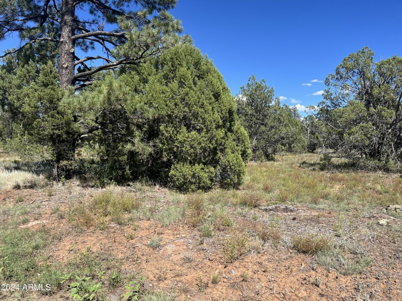 Lot 43. 2