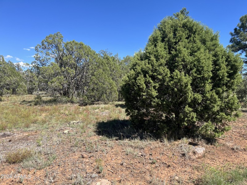 Lot 43. 3