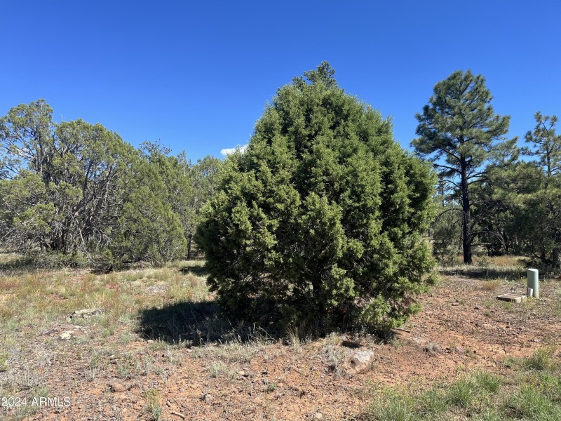Lot 43. 4