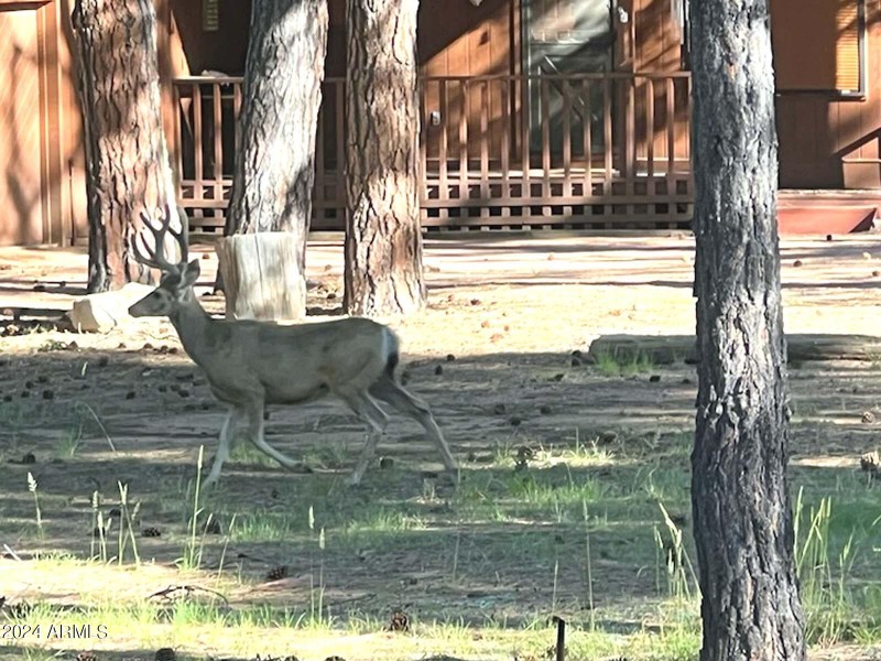Deer visitor