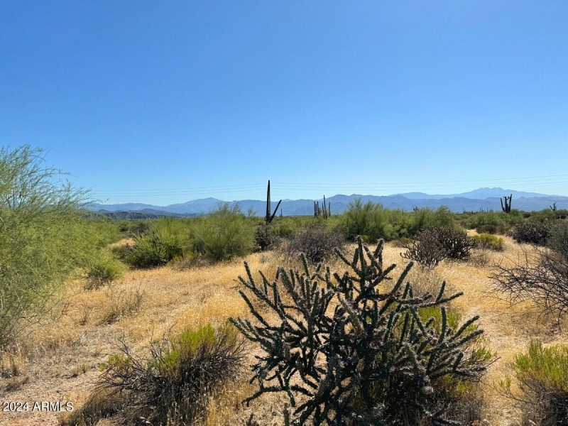 Saguaros