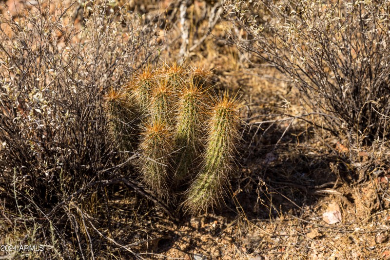Desert Cactus