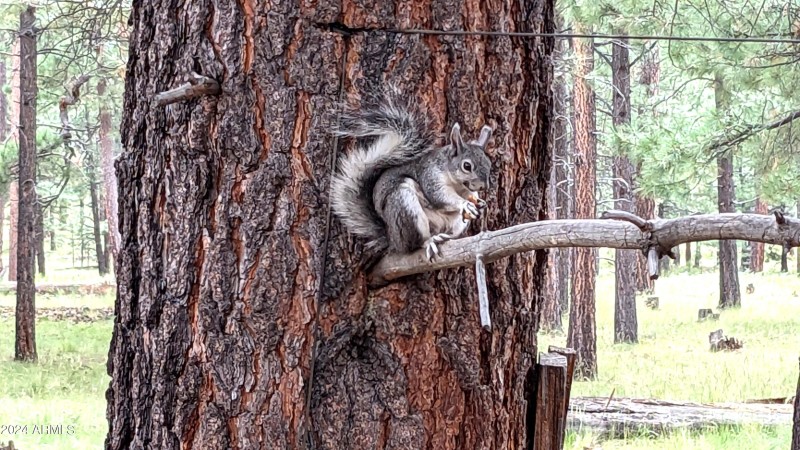 Friendly Neighbor
