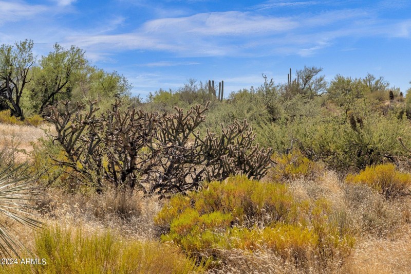 Desert Landscape
