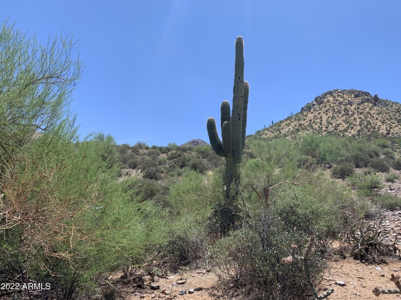 11886 cactus