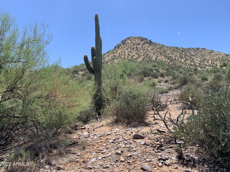 11886 south + cactus