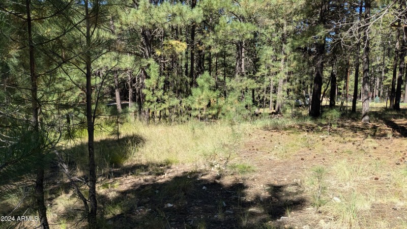 Trees and open areas