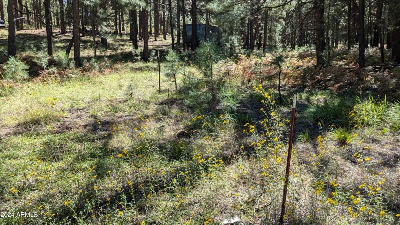 Flowery meadow