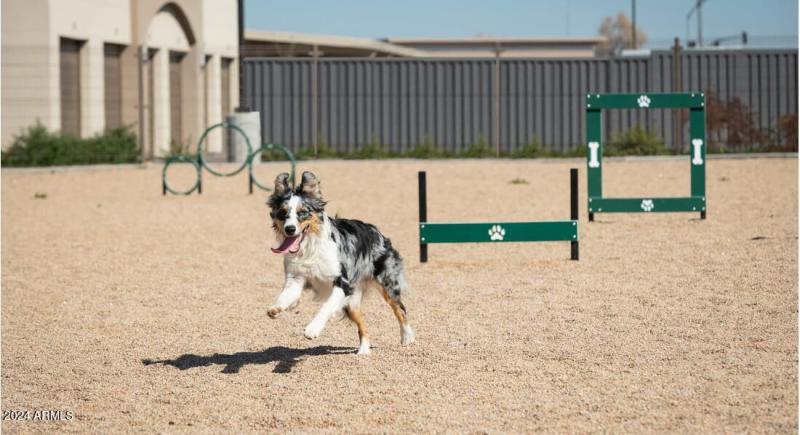 Dog Park