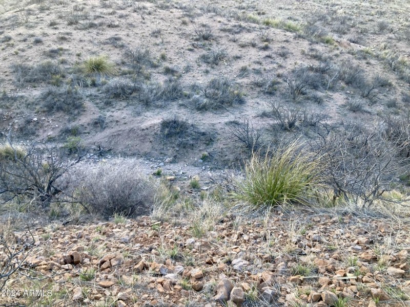 Wilderness Trail 89