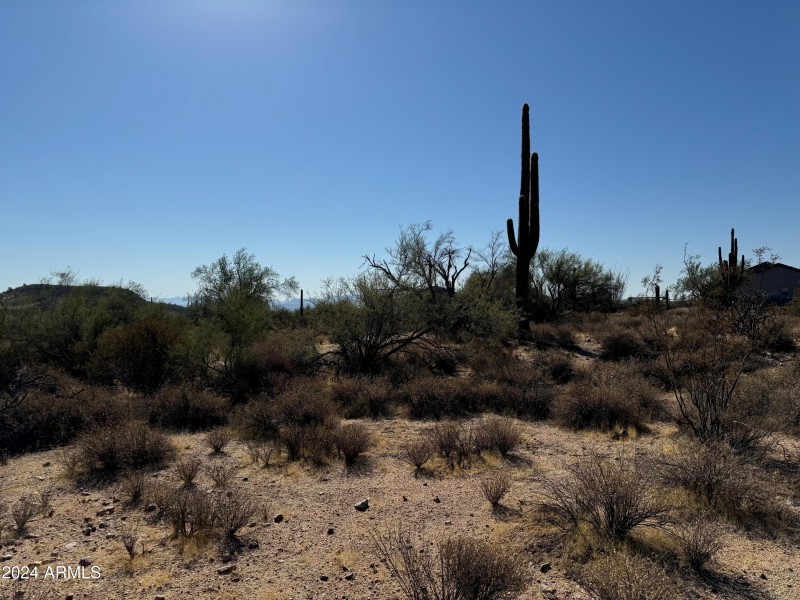Lots of mature Saguaros