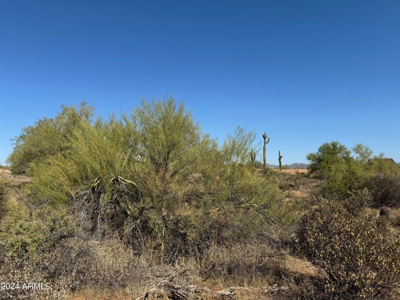 Lush desert vegetation.
