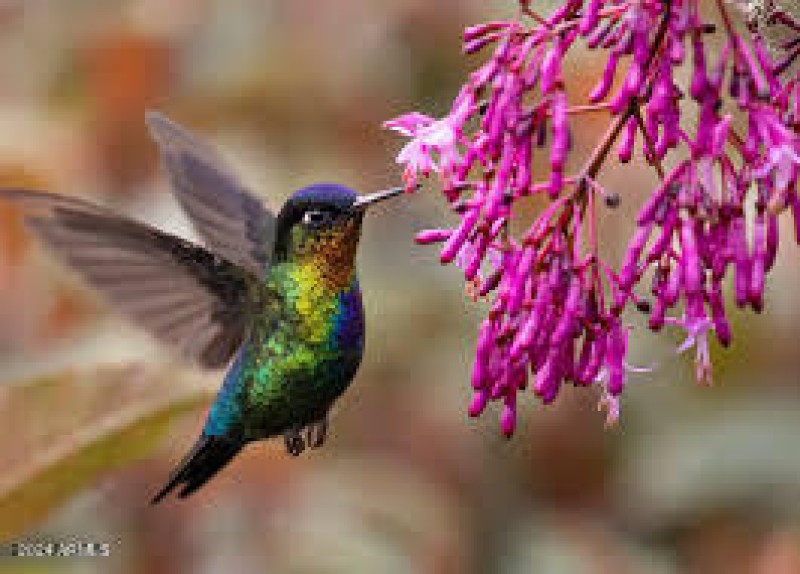 DMR HUM BIRD
