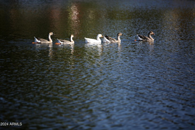 Payson Area (3)
