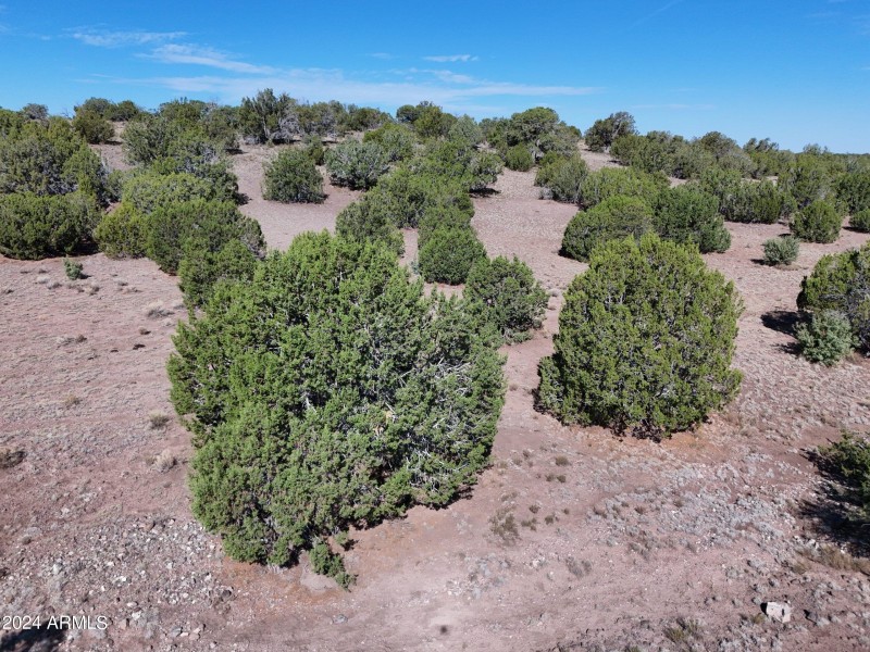 Coconino2