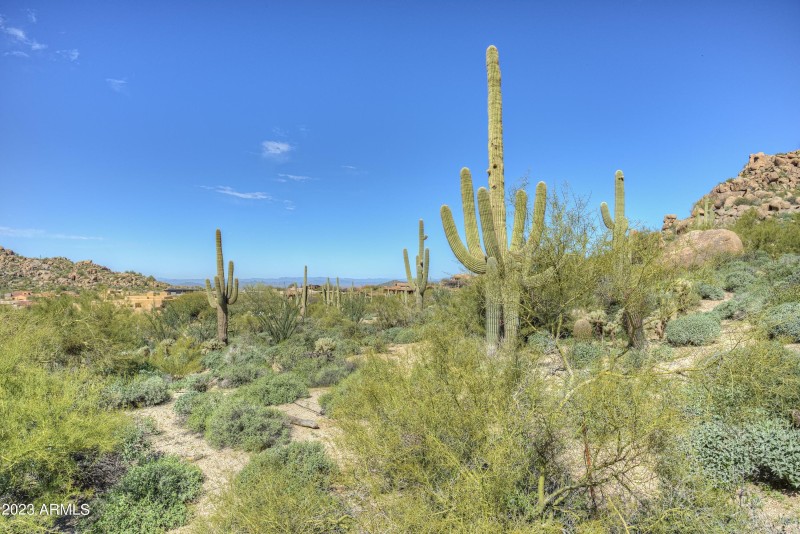 010_Cactus