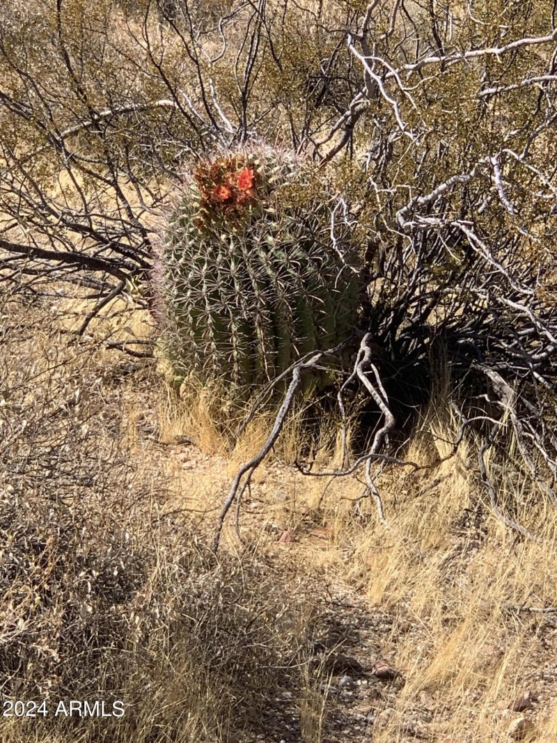Hohokam Roca Blooming Barrel Cactus
