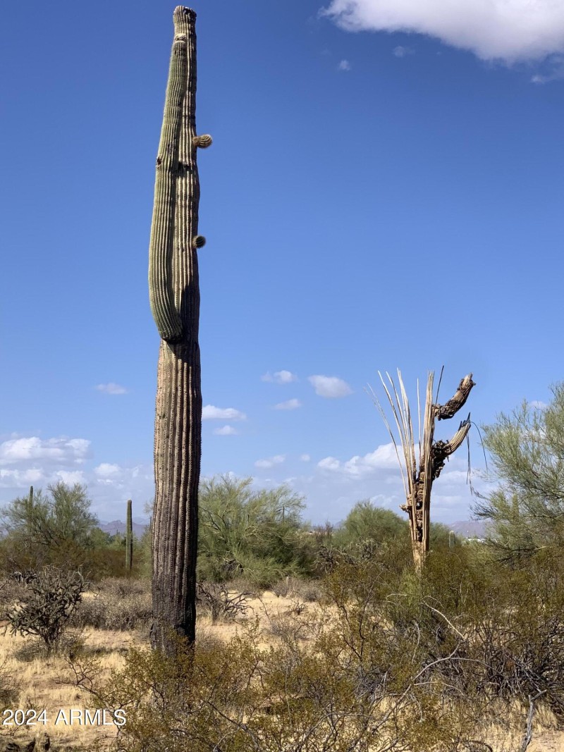 Hohokam Roca Saguaro