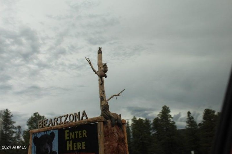 Bearizona bear