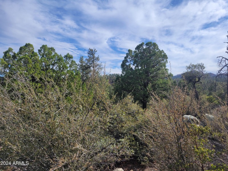 Beautiful treed lot