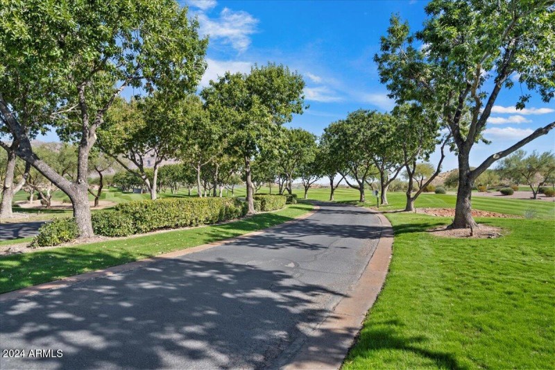 Tree Lined Streets