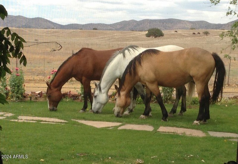 HORSES on Lawn