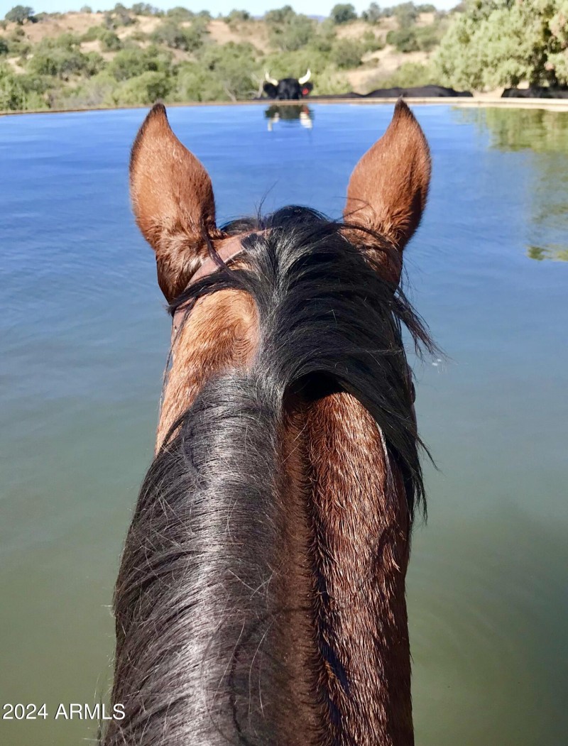 LIL HORSE & Steer horns