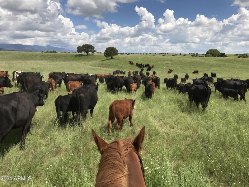 SDS Cattle Herd Stalega