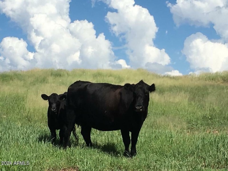 Mama Angus cow & Calf
