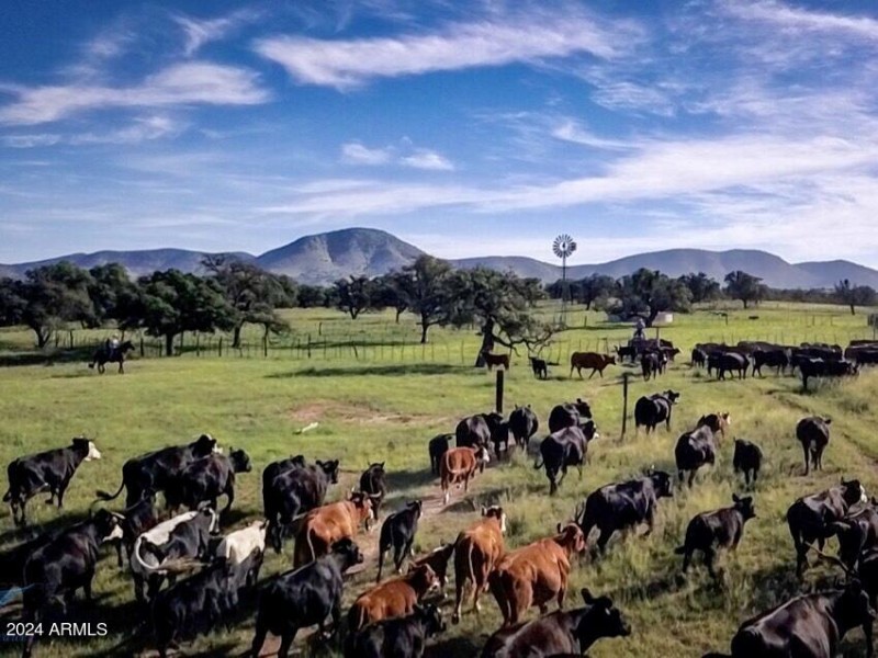 CATTLE drive to Apache