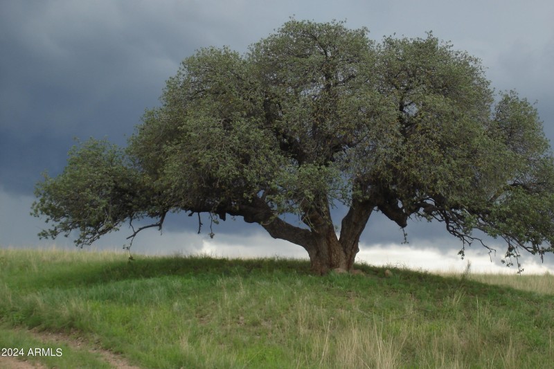 Magnificent Oak J2 South pasture