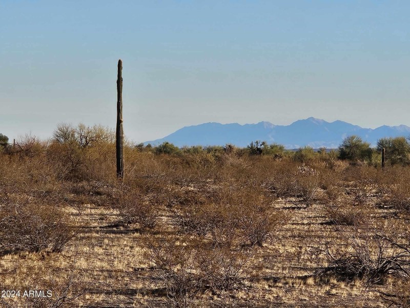 A lot Cactus