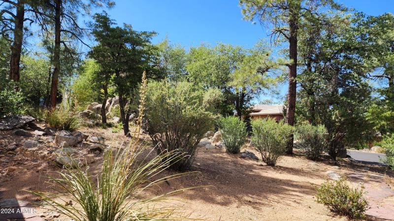 Front Facing Conifer Ridge