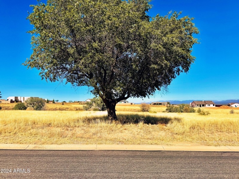 Live Oaks