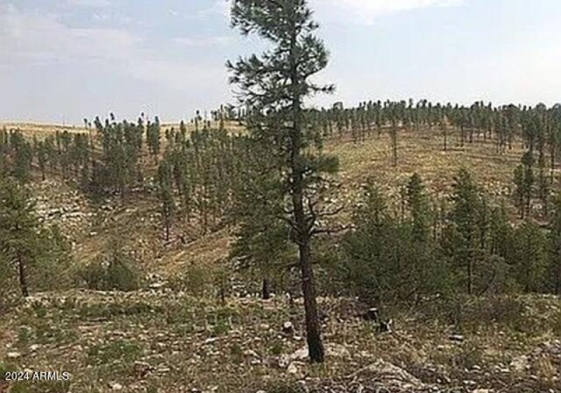 Image1