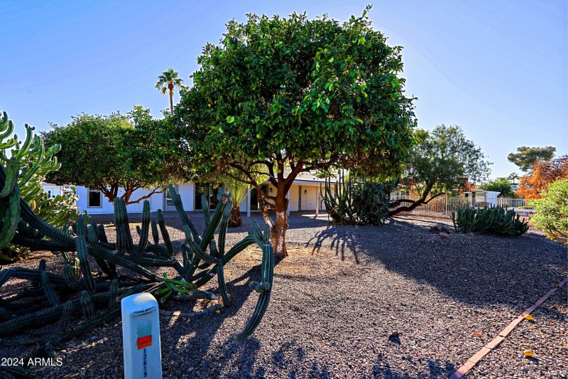 Backyard 4