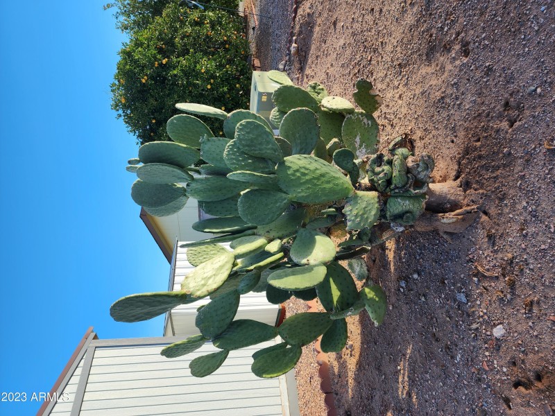 4.5 Ornamental Cactus on NE Corner