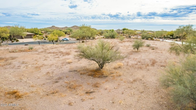 11 - Gambel Quail