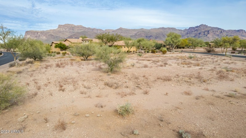 13 - Gambel Quail
